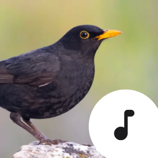 Download Blackbird Sounds Terbaru – Melodi Alam Gratis