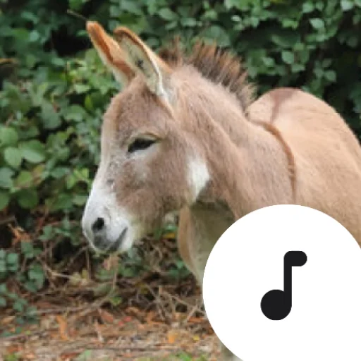Download Donkey Sounds Terbaru – Suara Keledai Lucu Gratis