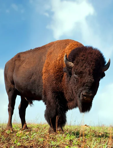 Download Buffalo and Bison Sounds Terbaru – Nada Dering Gratis - Screenshot 1